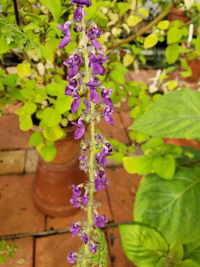 Plectranthus hadiensis flower
