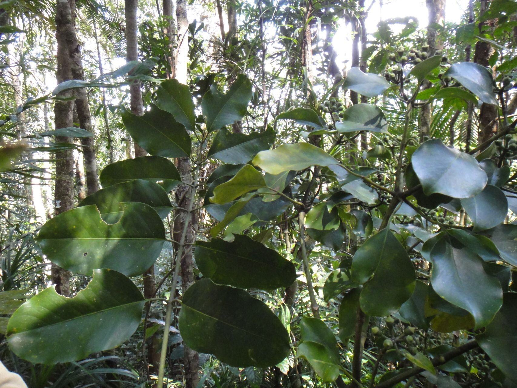 Polyscias vieillardii — search result for 'Polyscias'