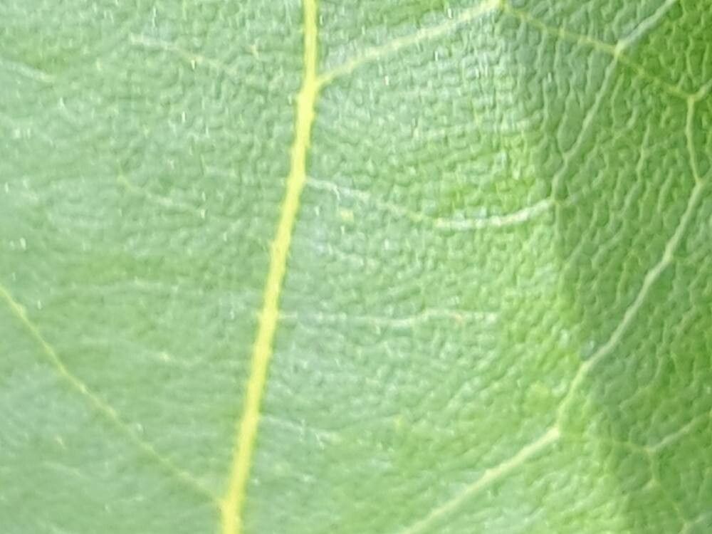 Morisonia pulcherrima — houseplant care guide