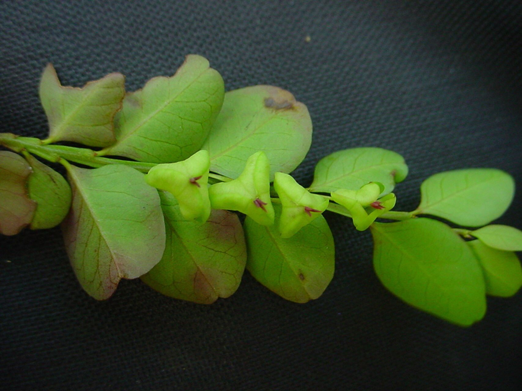Phyllanthus faguetii — houseplant care guide