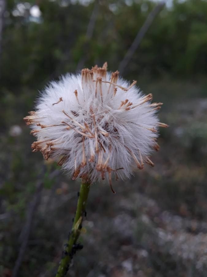 Senecio provincialis fruit