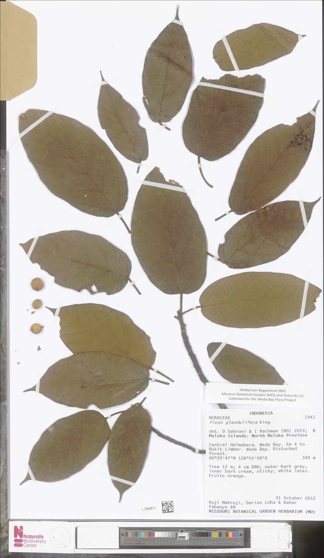 Ficus glandulifera — houseplant care guide