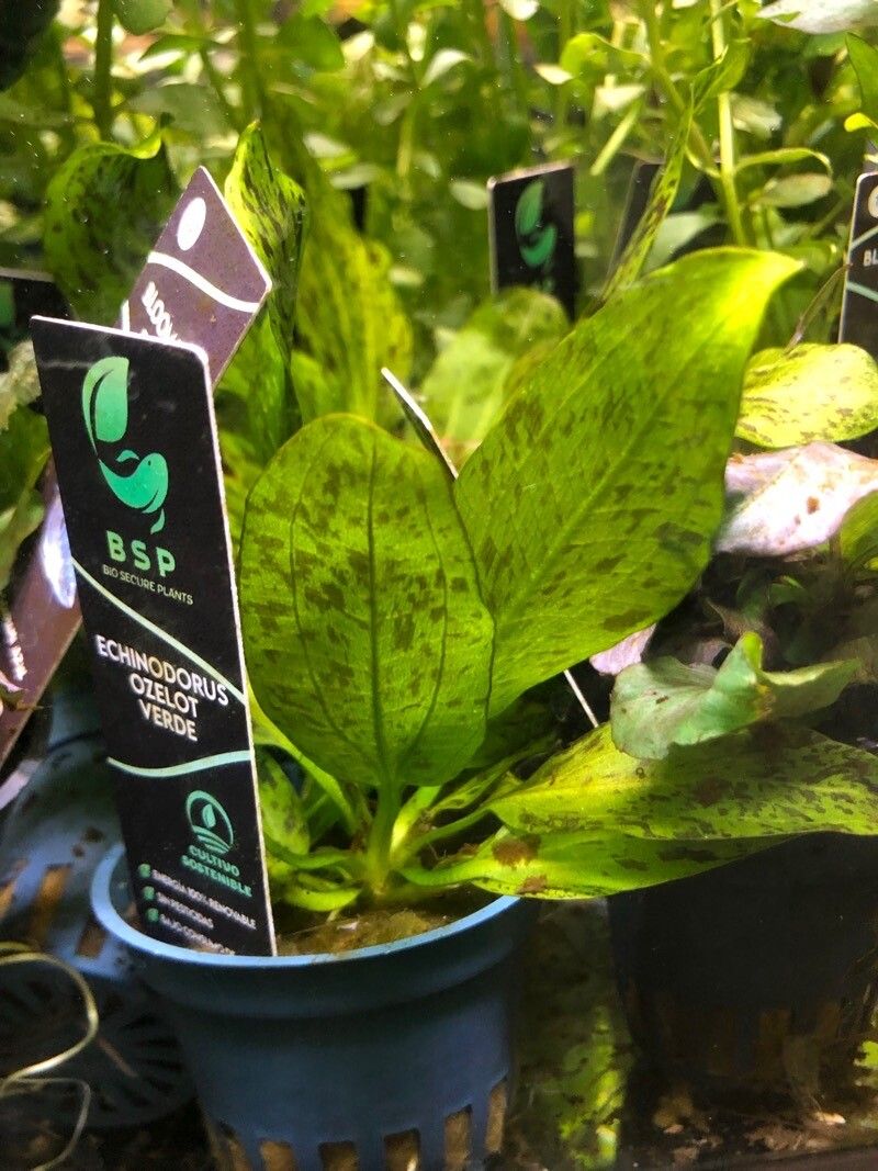 Echinodorus paniculatus — houseplant care guide