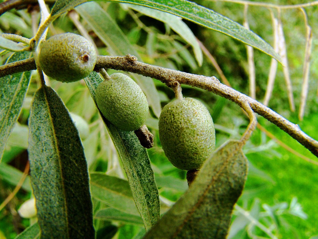 Elaeagnus commutata fruit