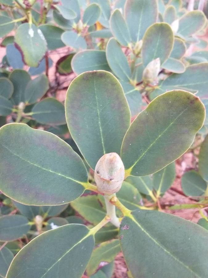 Rhododendron decorum flower
