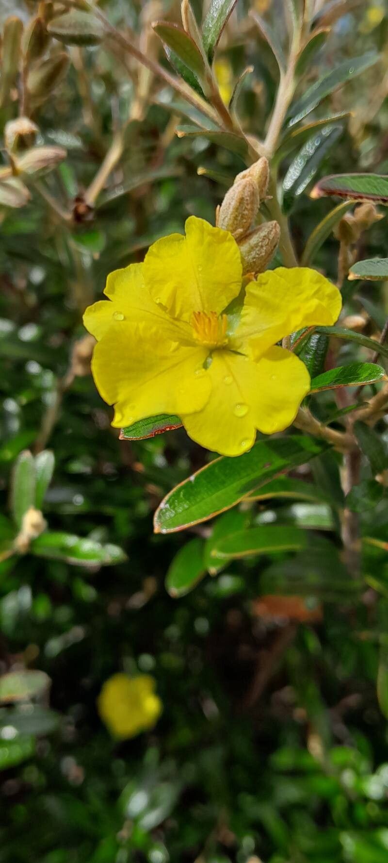 Acridocarpus adenophorus flower