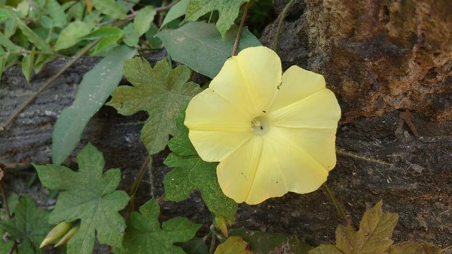 Merremia vitifolia flower