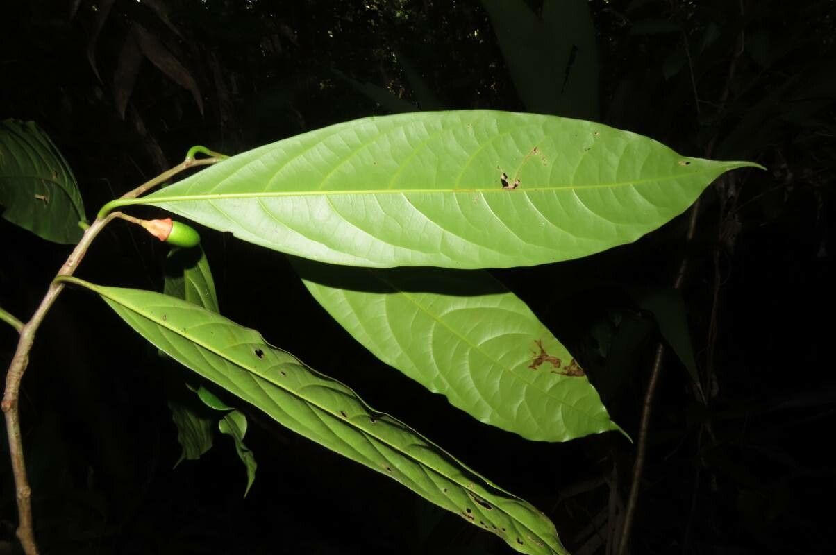 Ocotea dendrodaphne — search result for 'Ocotea'