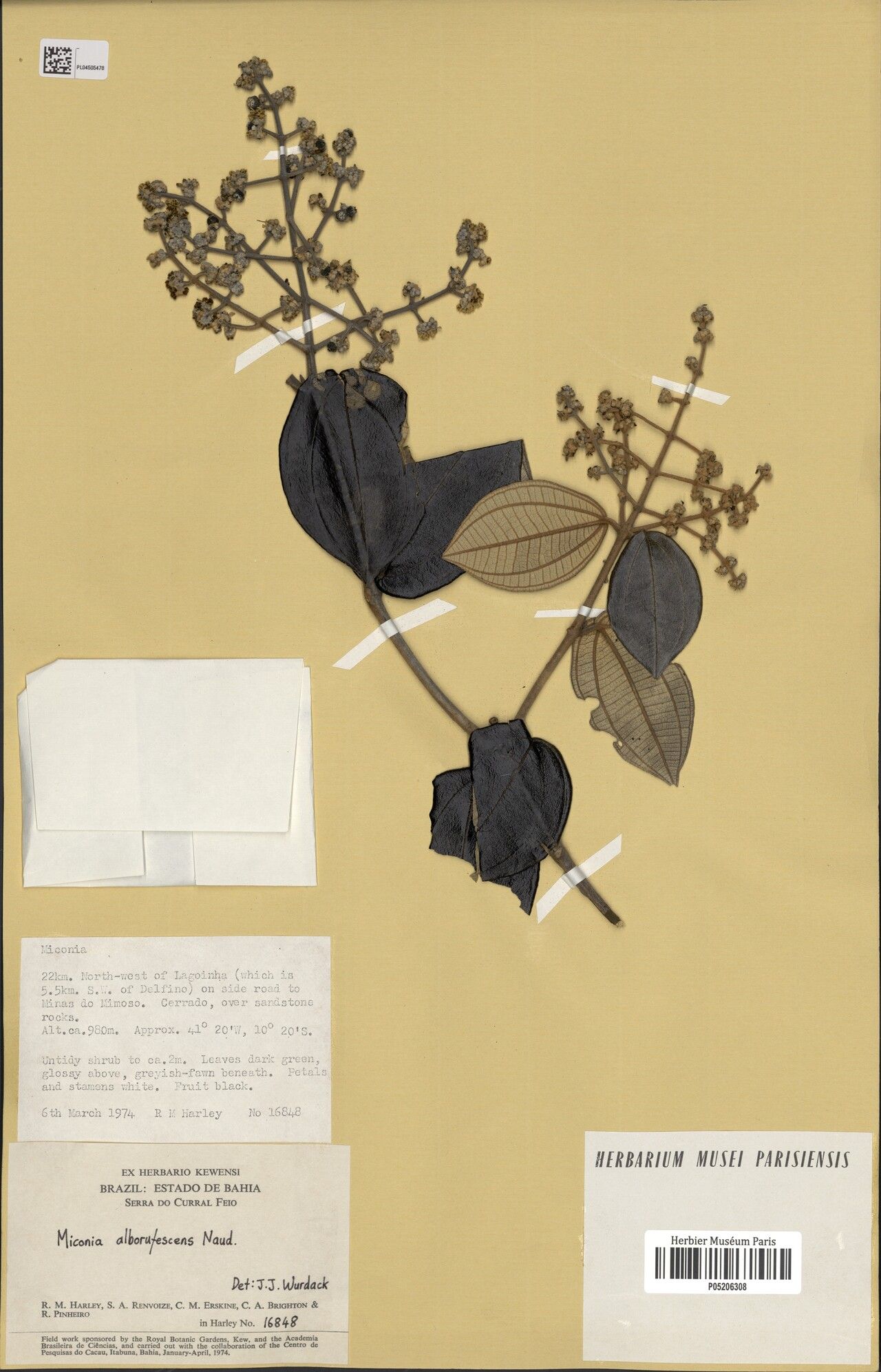 Miconia alborufescens flower