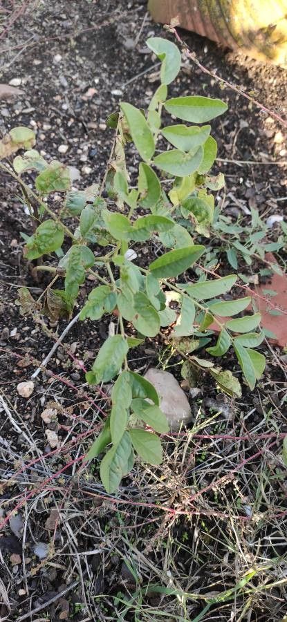 Glycyrrhiza glabra leaf