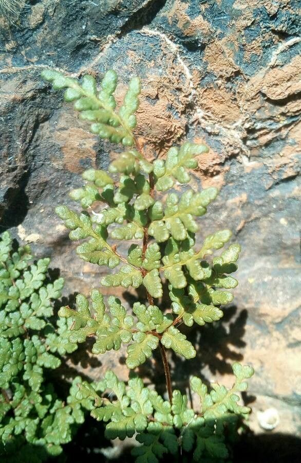 Allosorus hispanicus leaf