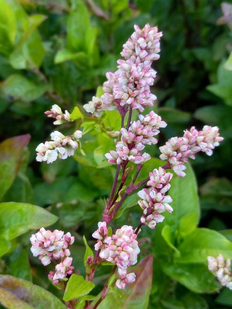 Persicaria tinctoria flower