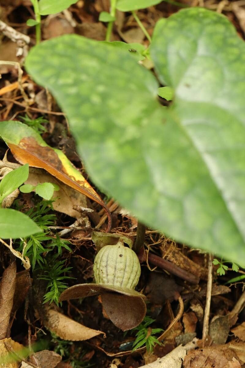 Asarum blumei flower