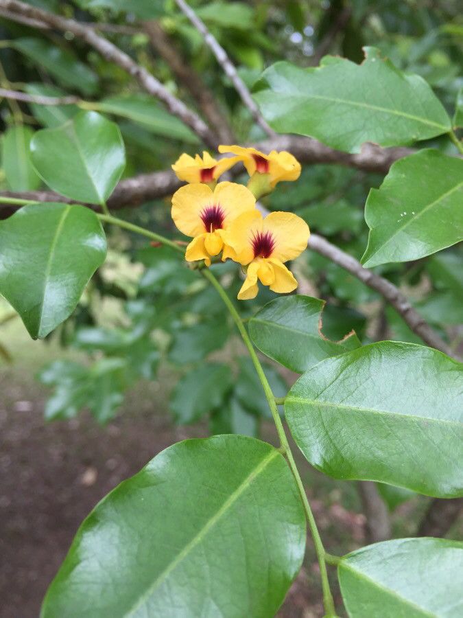Pterocarpus violaceus flower