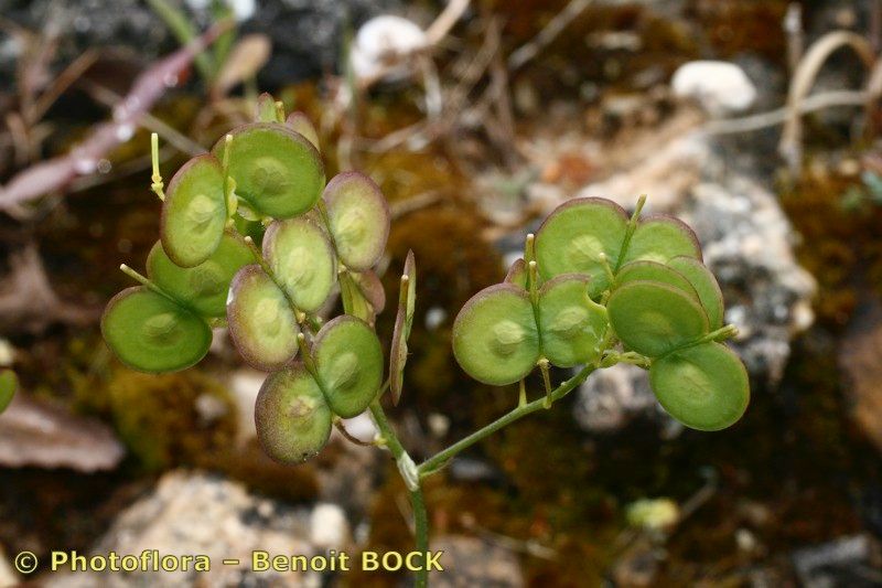 Biscutella atlantica fruit