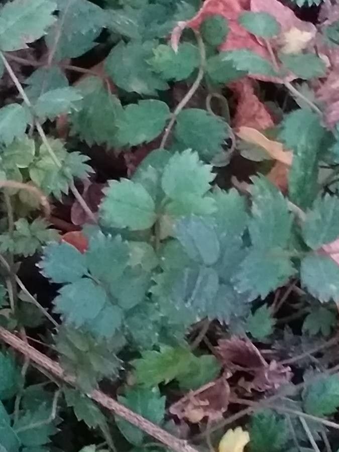 Acaena microphylla — houseplant care guide