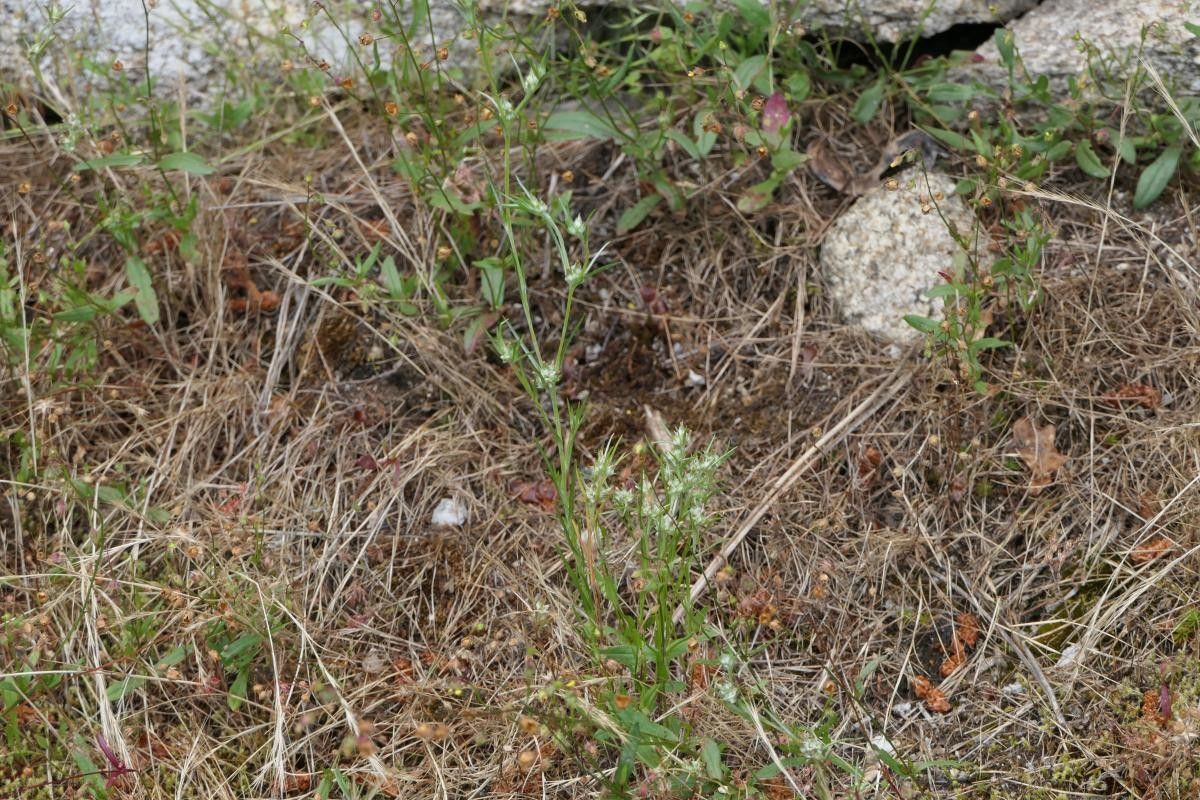 Ornithogalum broteroi habit
