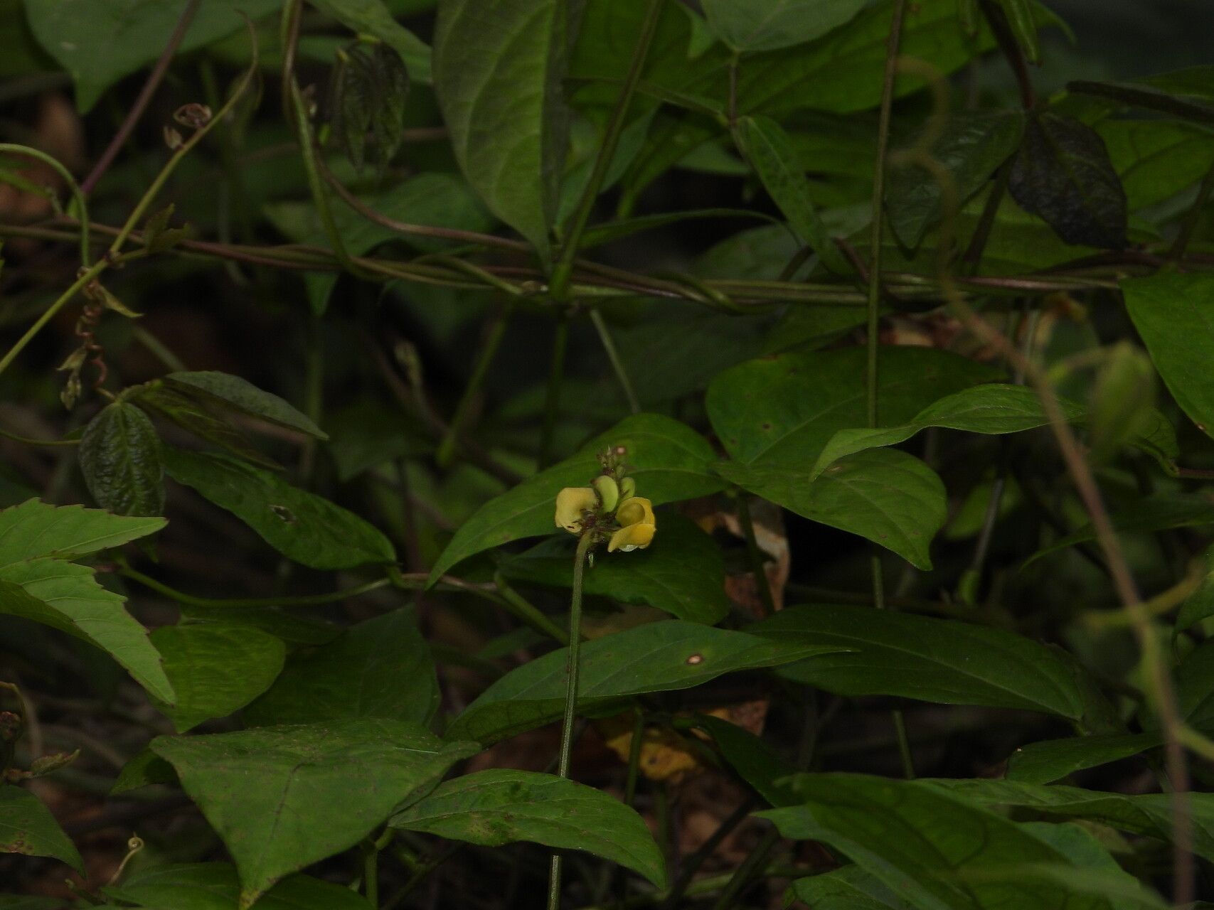 Vigna juruana habit