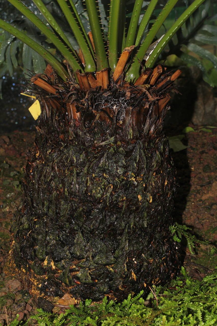 Cycas szechuanensis habit