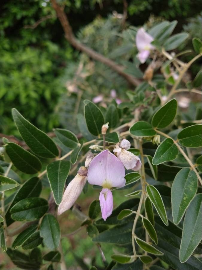 Mundulea sericea flower