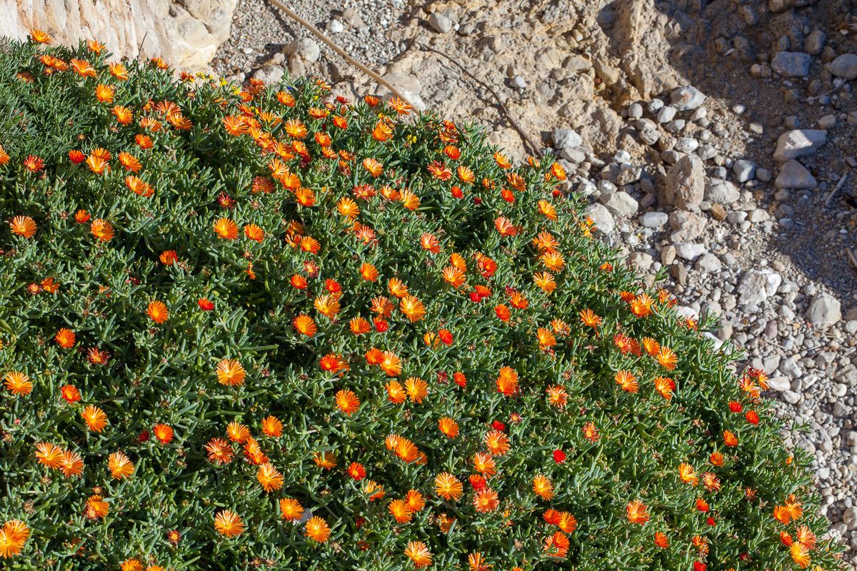 Lampranthus aureus flower