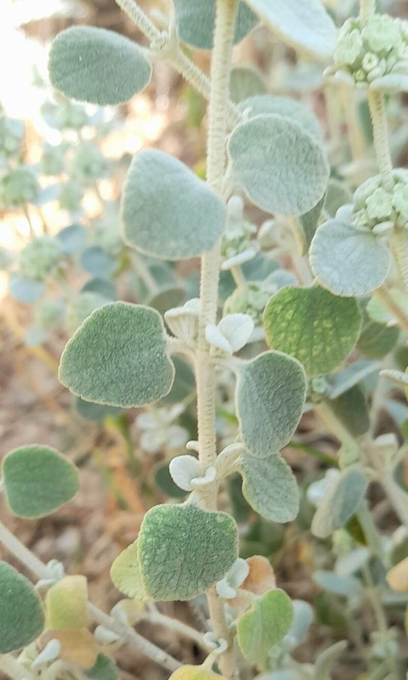 Pseudodictamnus acetabulosus — related species from the same genus