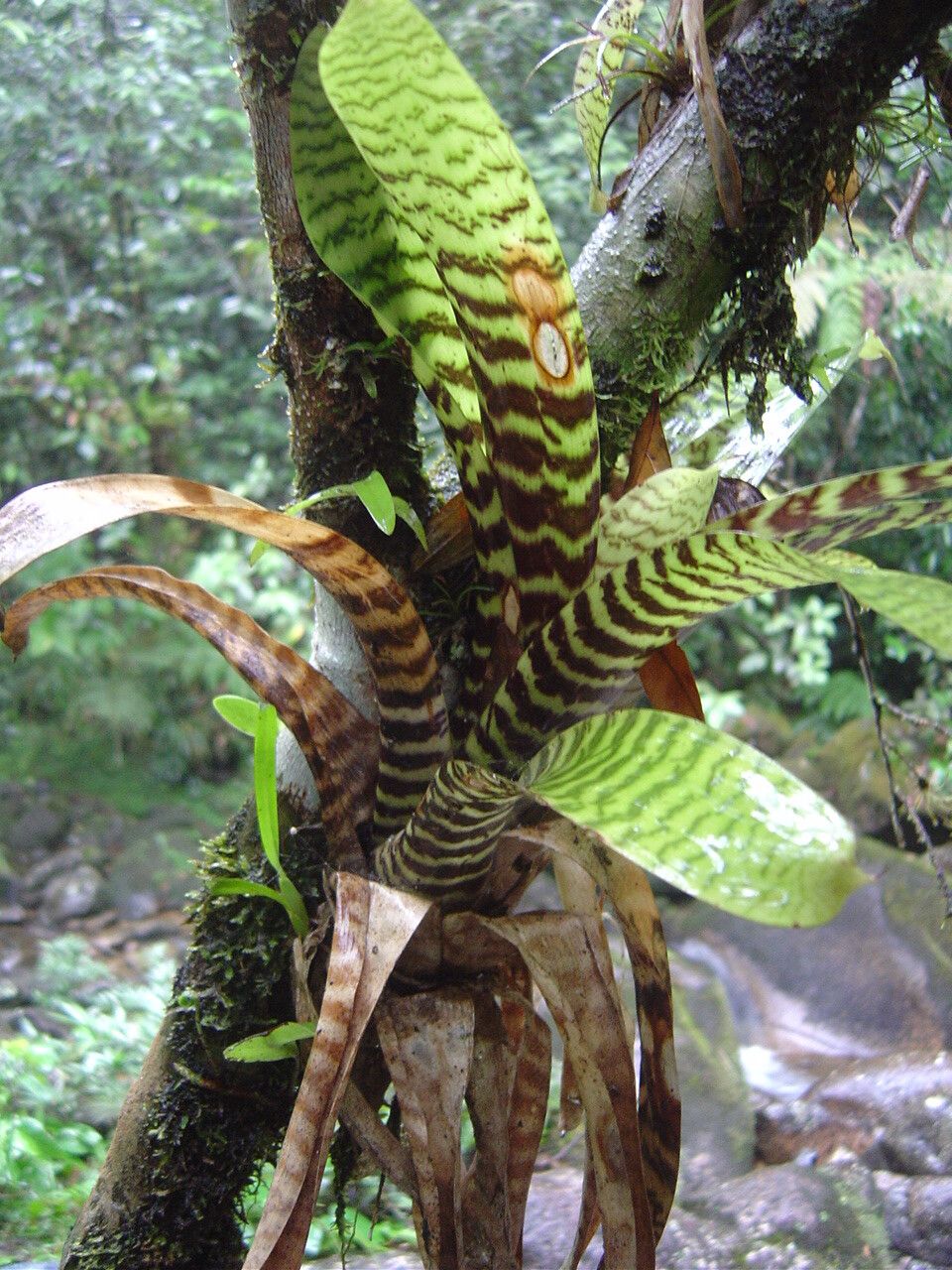 Vriesea hieroglyphica