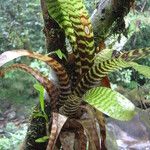 Vriesea hieroglyphica