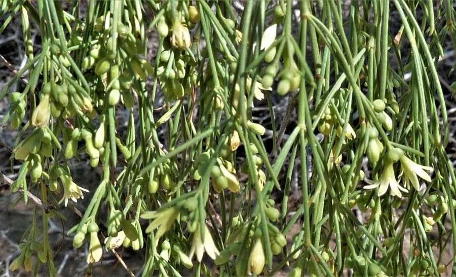 Plocama pendula flower