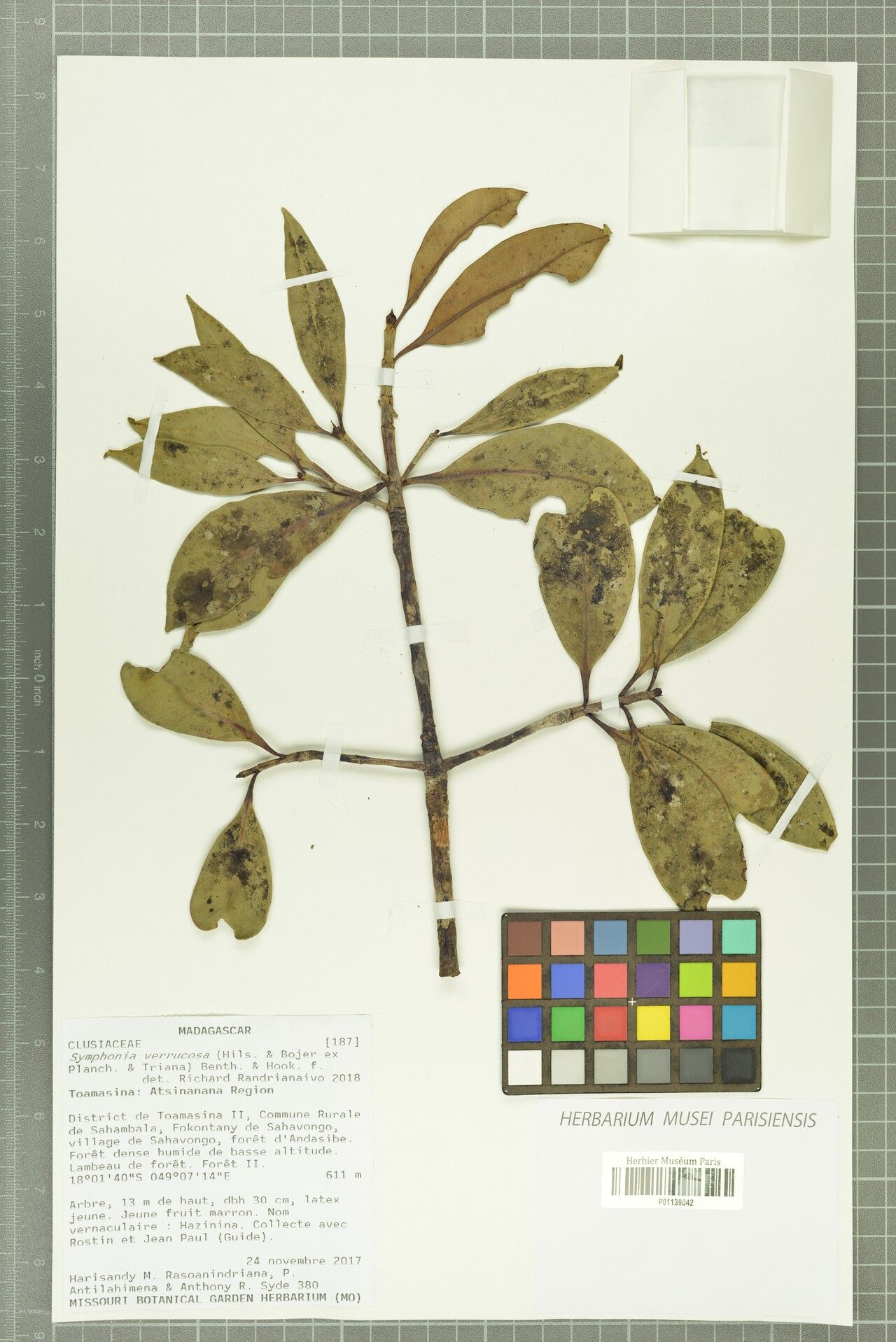 Symphonia verrucosa — houseplant care guide