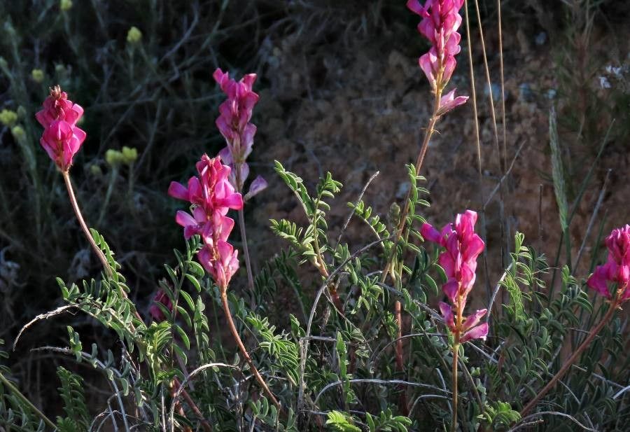 Hedysarum boveanum flower