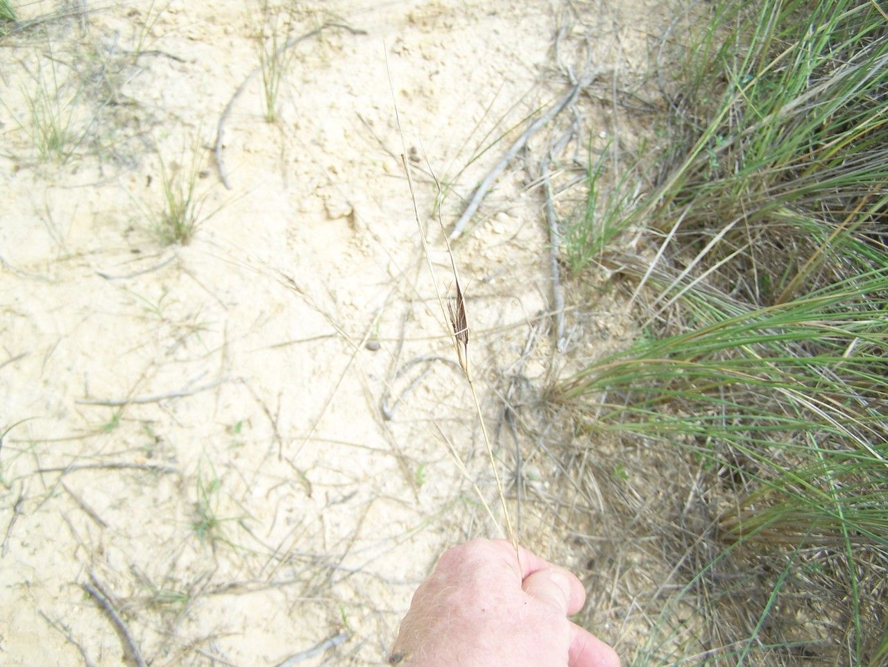 Rhynchospora brownii habit