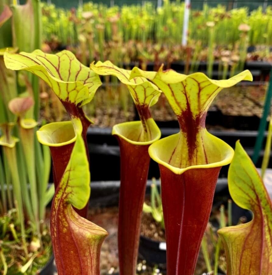 Sarracenia flava leaf