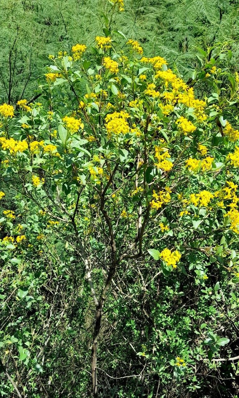 Flourensia thurifera habit