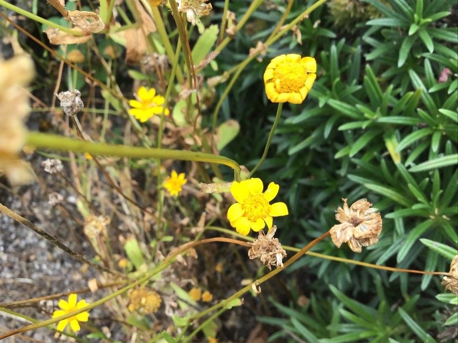 Coleostephus myconis flower