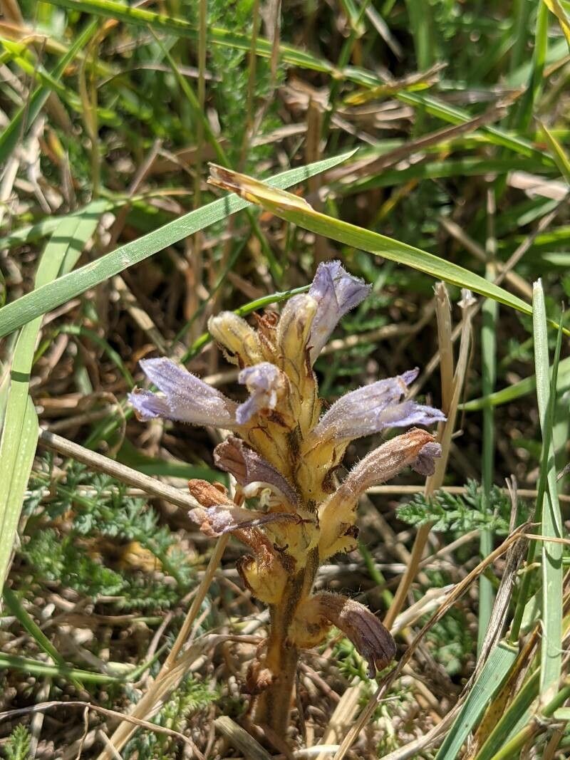 Phelipanche purpurea — houseplant care guide