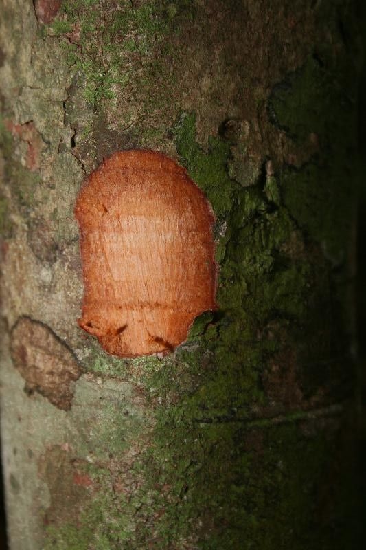 Eugenia tapacumensis other