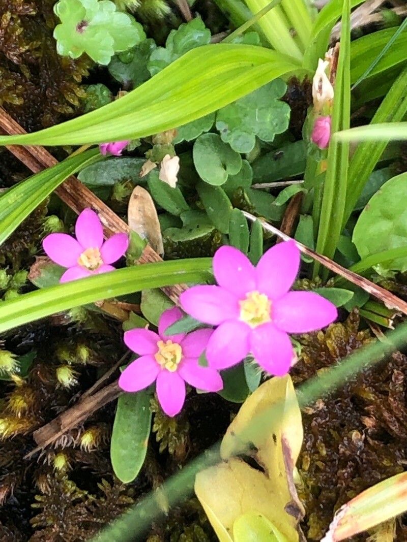 Centaurium chloodes flower