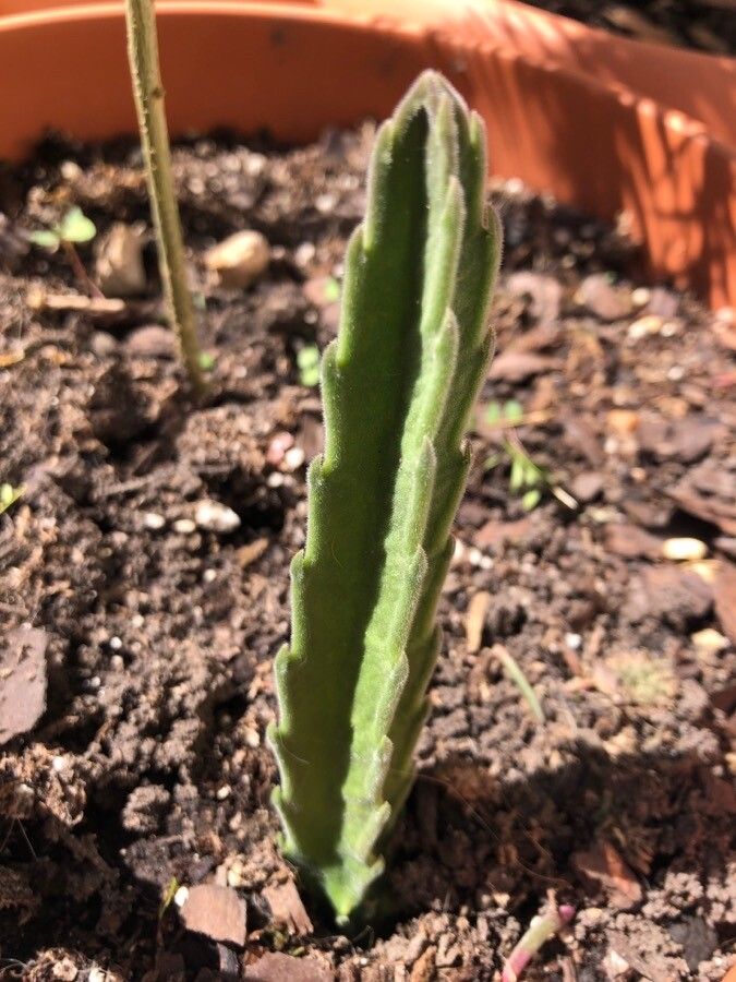 Stapelia grandiflora