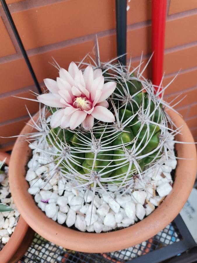 Gymnocalycium Mostii flower