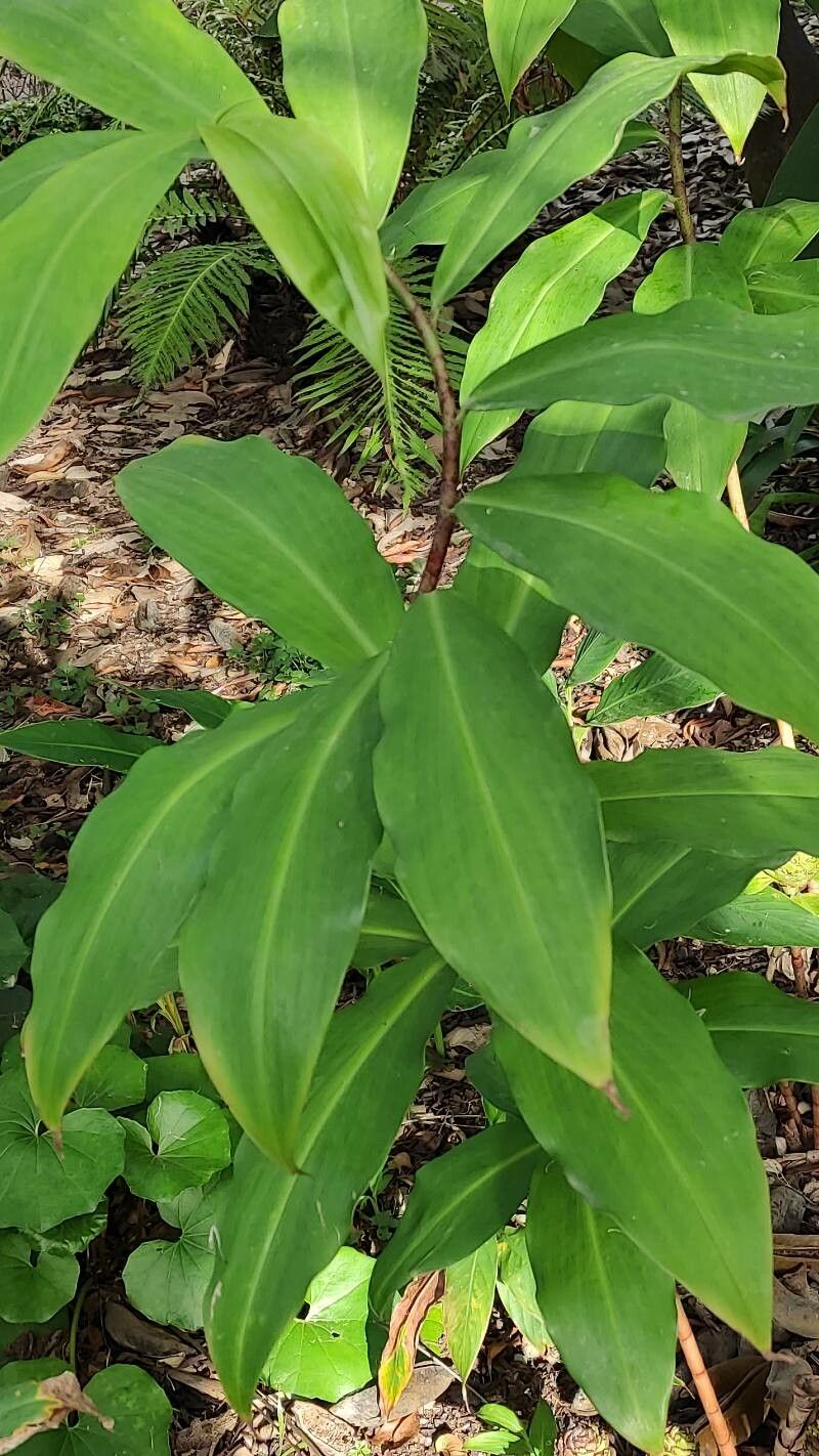 Costus dubius — search result for 'Costus'