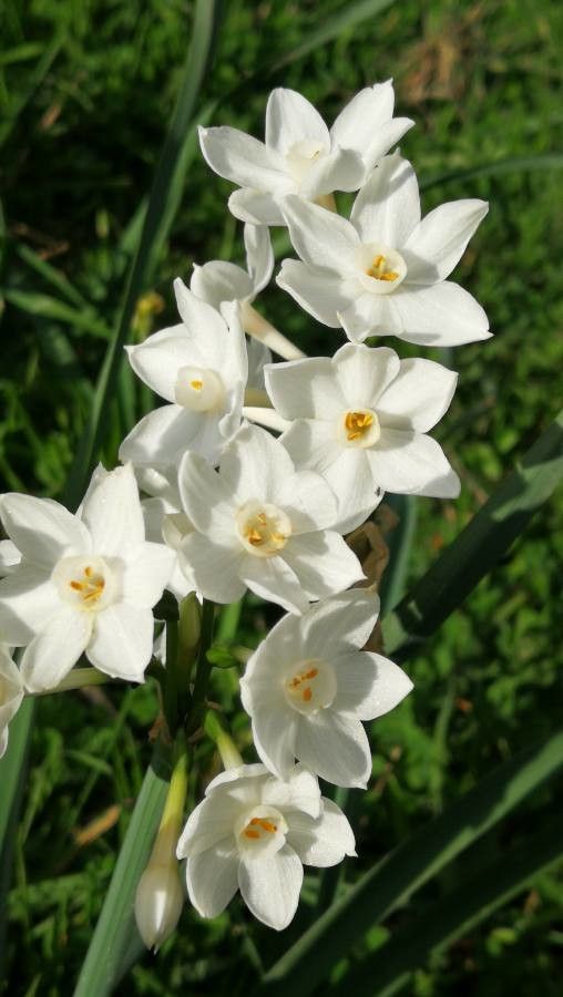 Narcissus papyraceus flower