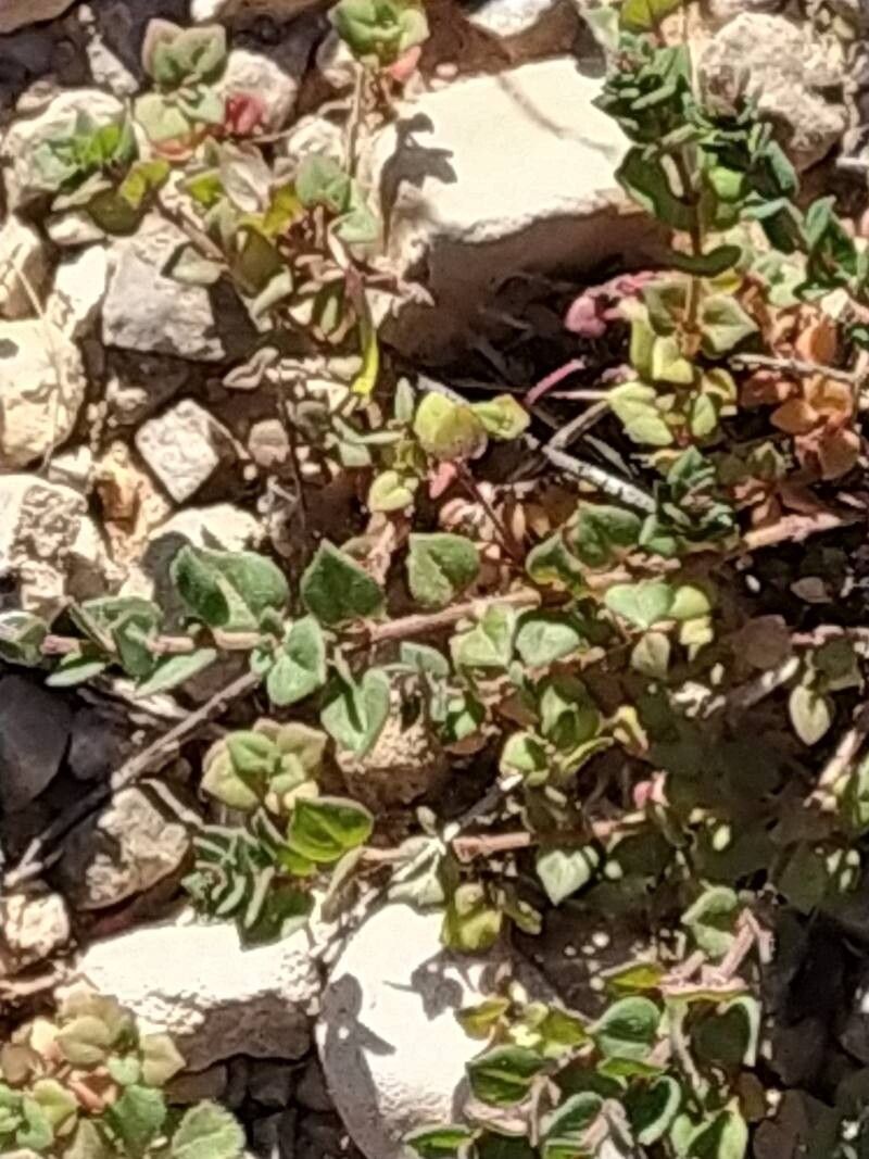 Micromeria microphylla leaf