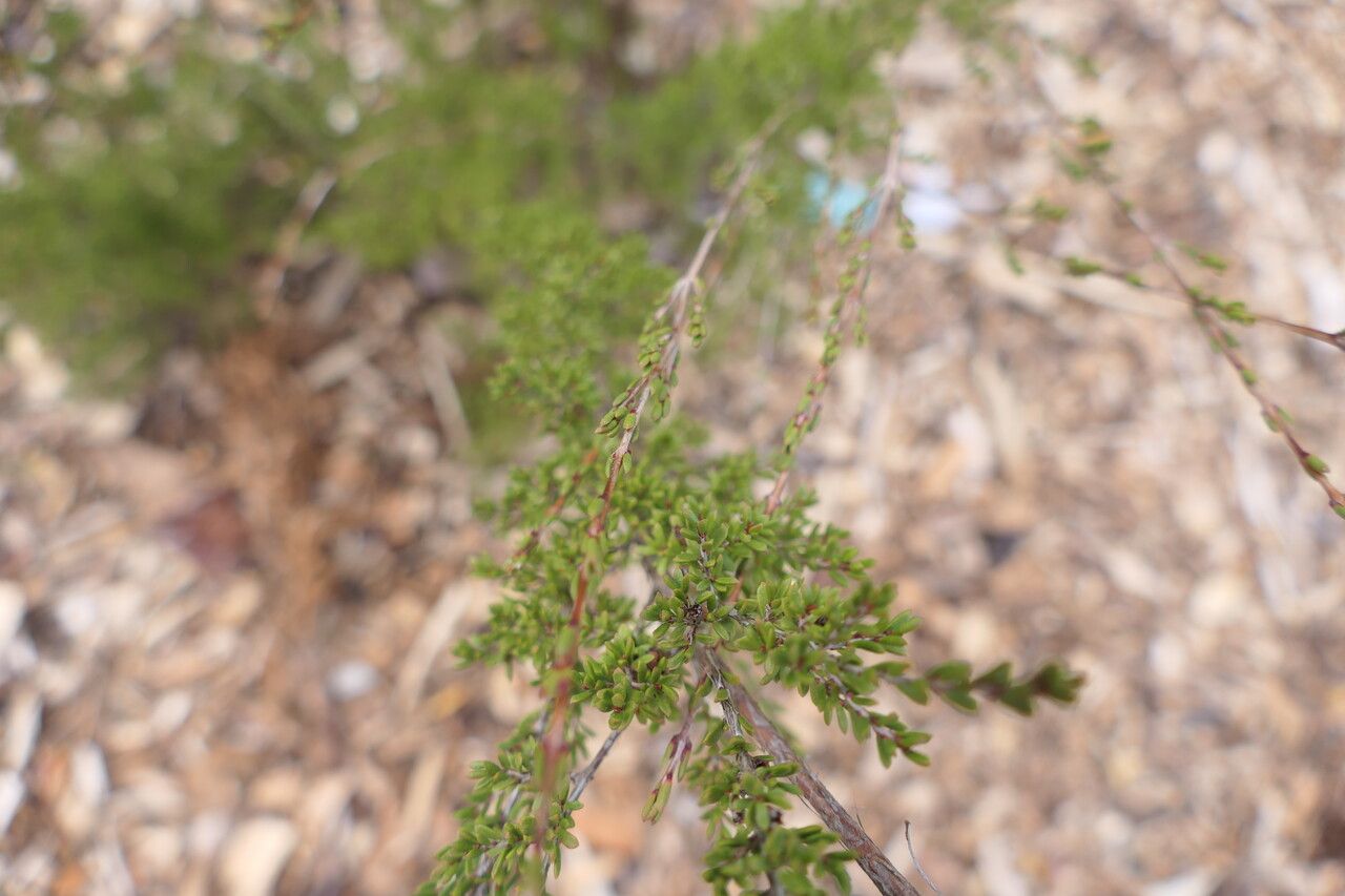 Baeckea gunniana — houseplant care guide