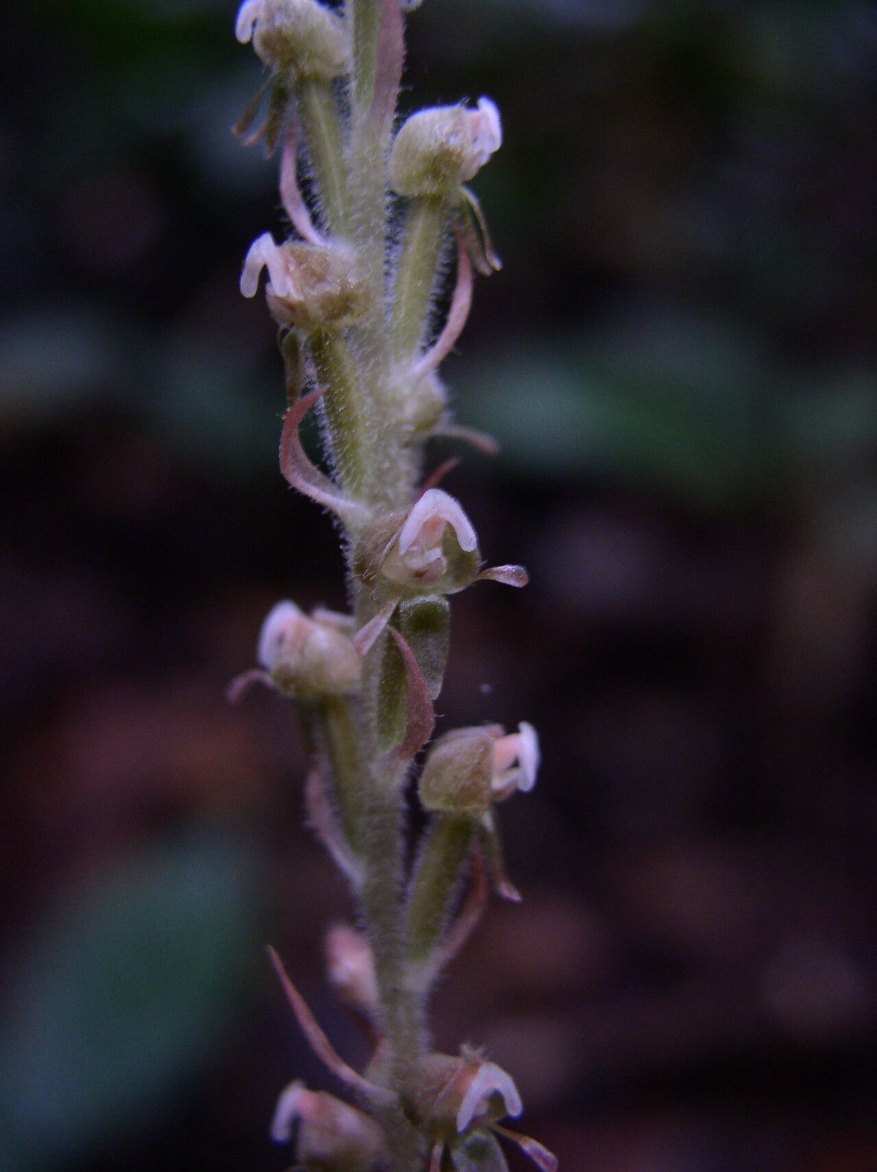 Hetaeria mannii — related species from the same genus
