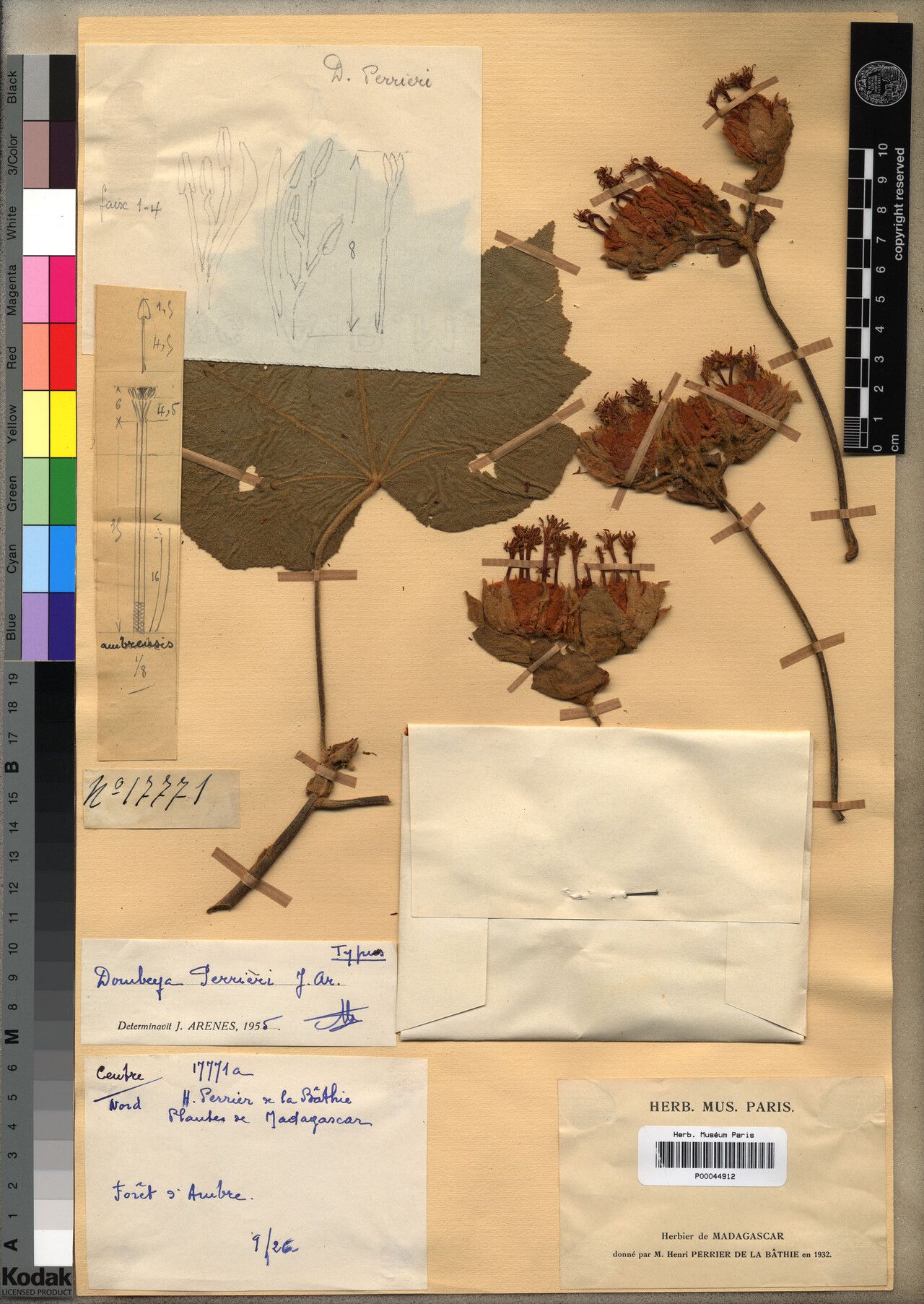 Dombeya perrieri — houseplant care guide