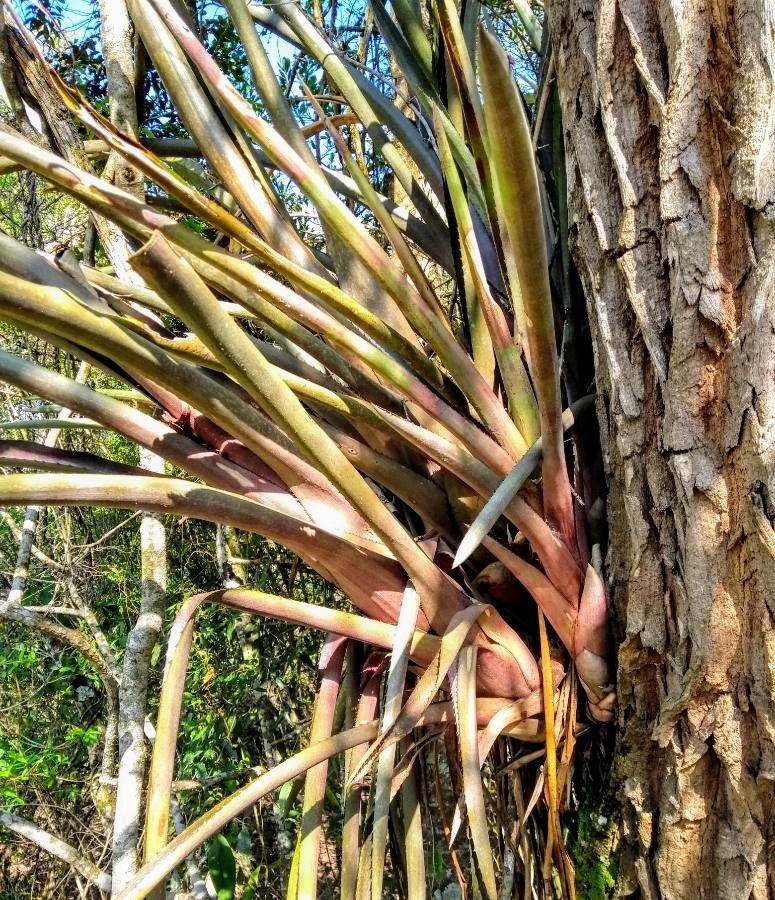 Aechmea emmerichiae leaf