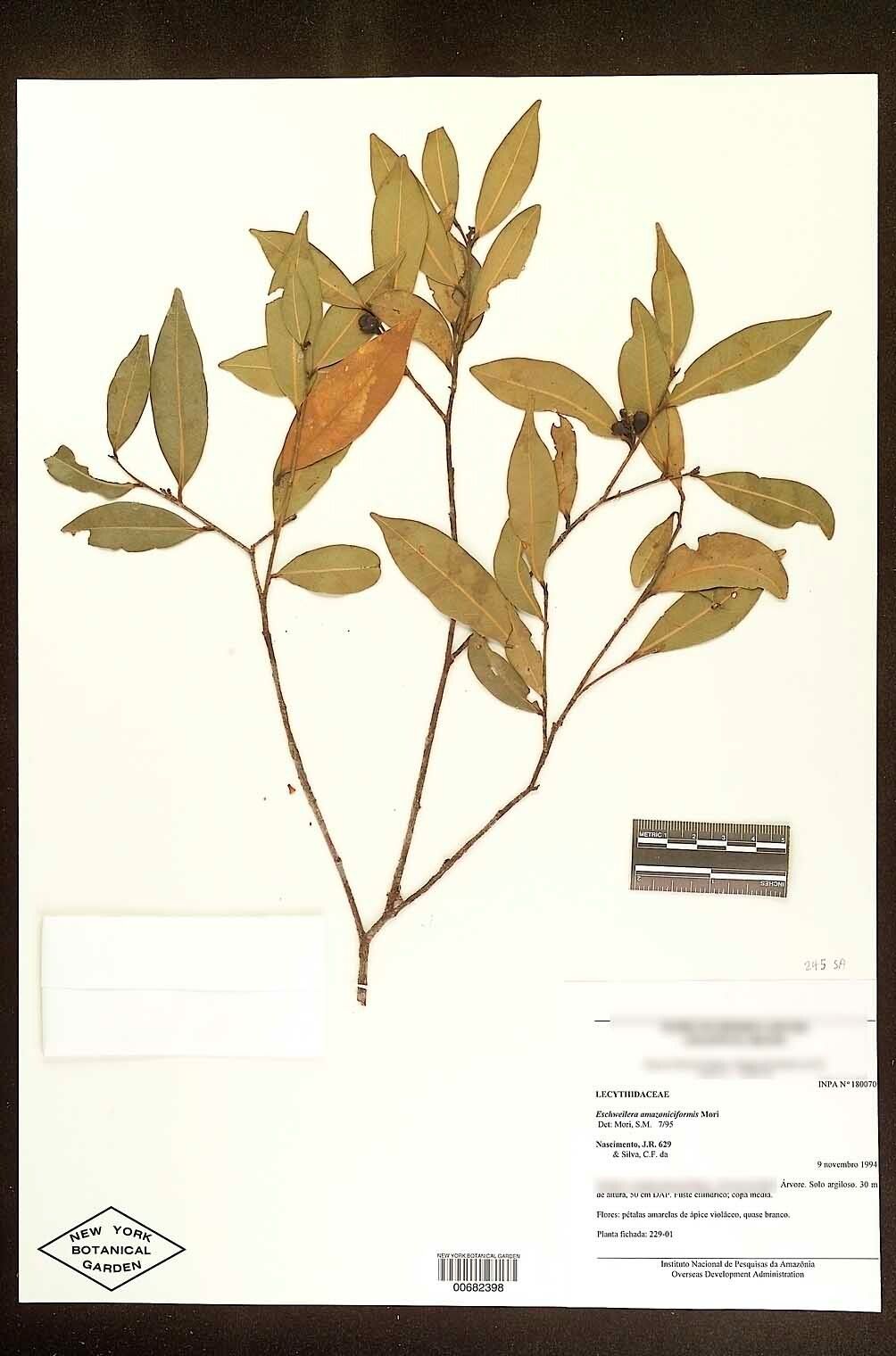 Eschweilera amazoniciformis fruit