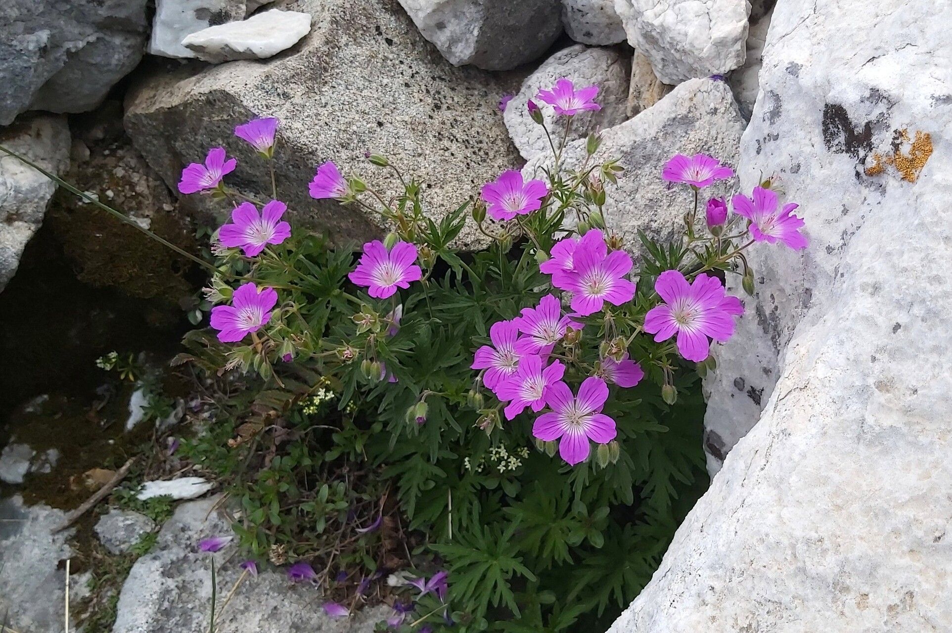 Geranium caeruleatum habit