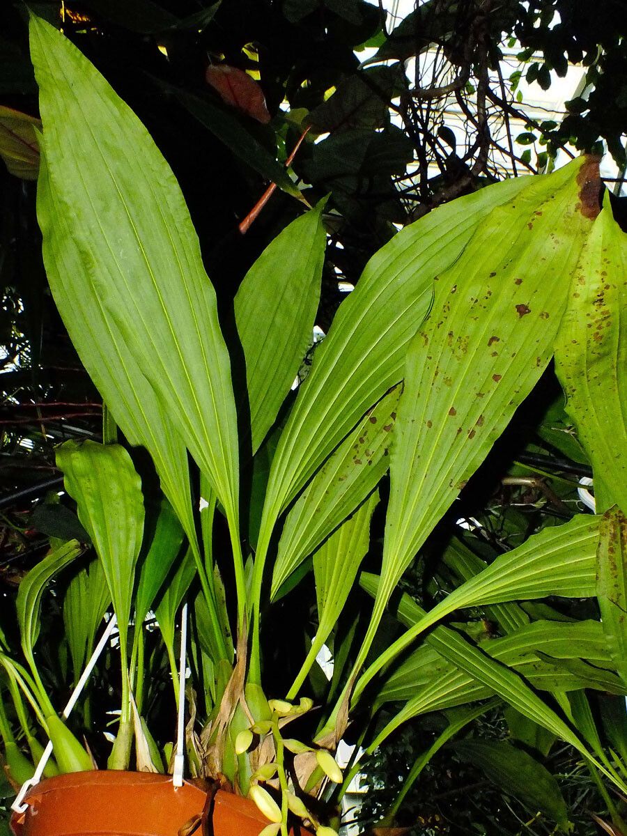 Coelogyne tomentosa leaf